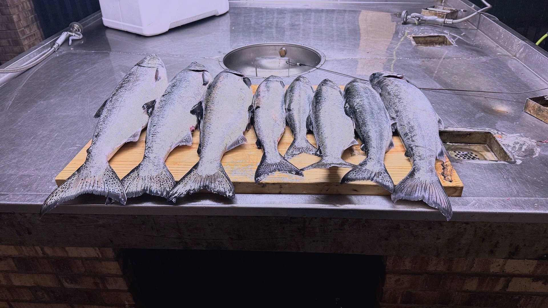 Seven king and coho salmon on the fillet table after a Lake Michigan charter