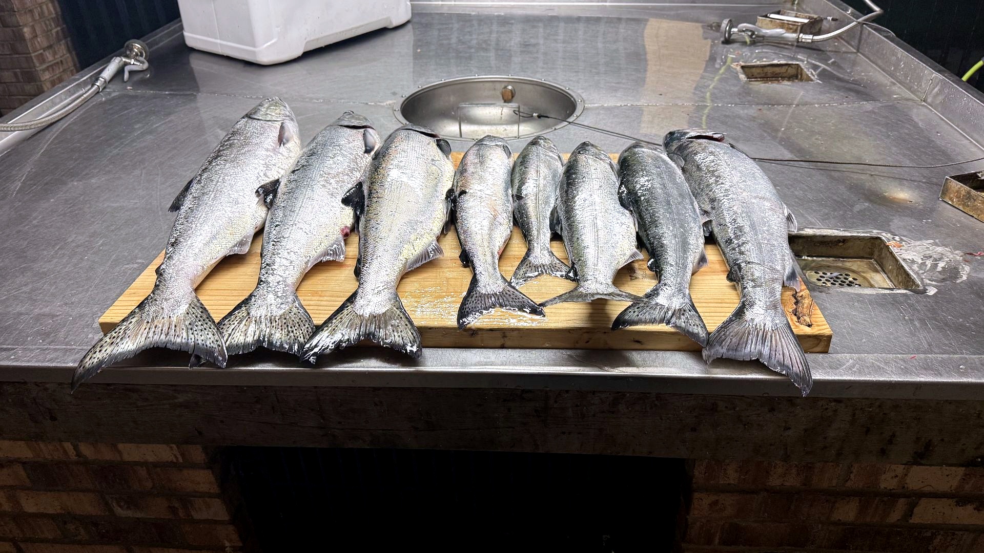 Seven king and coho salmon on the fillet table after a successful Lake Michigan charter