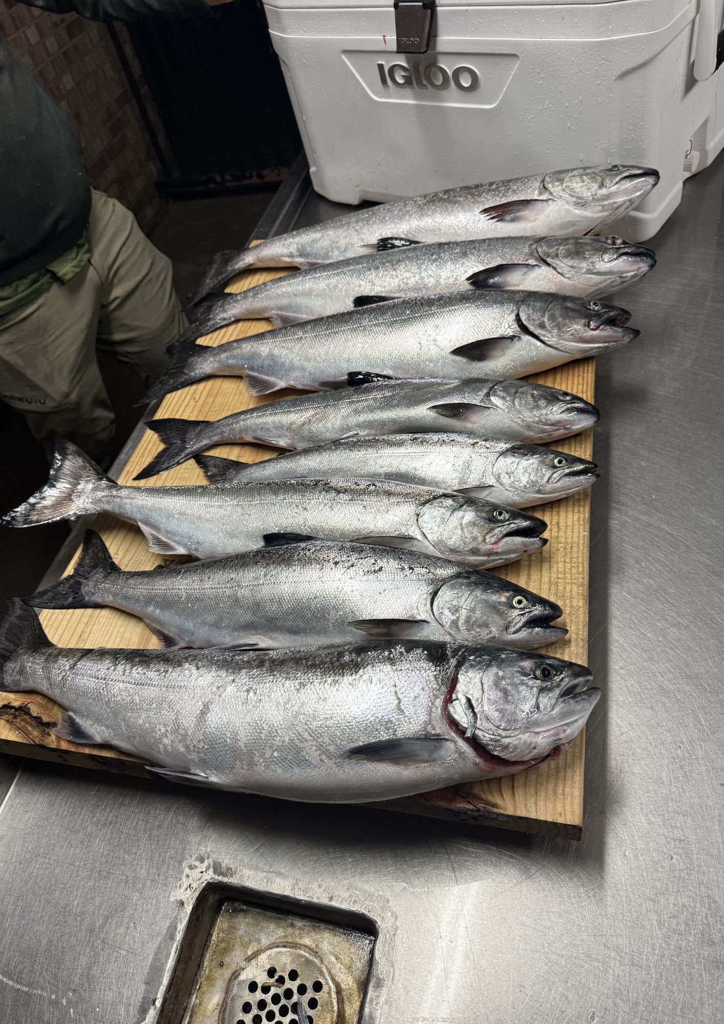 Fresh king and coho salmon laid out on the fillet board after a successful charter